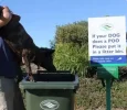 doggypoo.webp