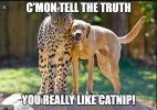 catnip.webp