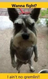 Gremlin.webp