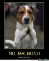 evil-dog_o_463411.webp