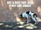 dogmeme.webp
