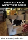 never-buy-a-dog-when-youre-drunk-what-an-udder-37687338.webp