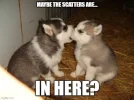 dog1.jpg
