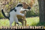 sniff.webp
