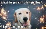 what-do-you-call-a-magic-dog-a-labracadabrador.webp
