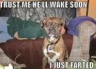 Dog Fart.webp