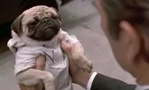 pug.webp