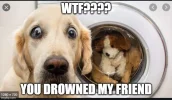 satmeme2.webp