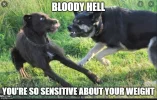 satmeme2.1.webp