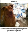 loo roll.webp