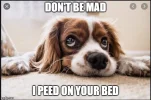 sundaymeme2.webp