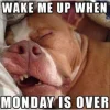 dog-mondays-12.webp