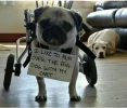 evildog2.webp