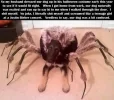 spiderdog.webp