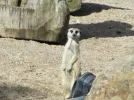 3.webp