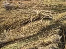 Rice_straw.webp