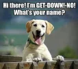 dog.webp dog.webp