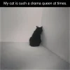 drama cat.webp