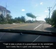 grasshopper.webp