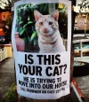 movin in cat.webp