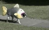 4.gif