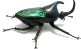 Beetle-Download-PNG.png Beetle-Download-PNG.png
