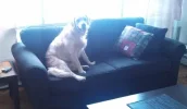 puckcouch.webp