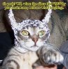 Cat-With-Tin-Foil-Hat-16407434984.jpeg