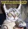 Cat-With-Tin-Foil-Hat-16407434984.webp