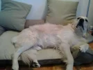 pucksnewcouch (1).webp