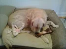 pucksnewcouchandbone (1).webp