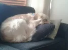 pucksnewcouchonsofa.webp