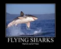 flying_shark_cartoon.webp