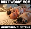 baby and puppies.webp