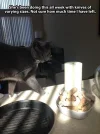 cat with knife.webp