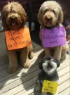 funny dogs.webp