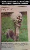 halloween squirrel.webp