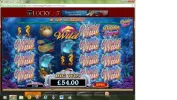 lucky 247 dolphin.webp