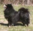 finlapphund.webp