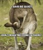 kangaroo quiet.jpg