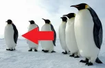 Penguins.webp