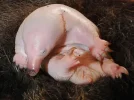 puggle.webp puggle.webp