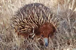 echidna.webp echidna.webp