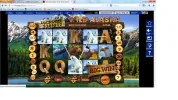 multi polar bears.webp