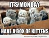 funny-cute-cats-monday-box-of-kittens-pics.jpg