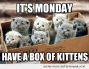 funny-cute-cats-monday-box-of-kittens-pics.webp