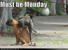 pee on dog.webp