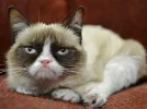 friskies.webp