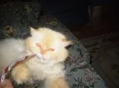 6823_102958346387166_5679317_n.webp