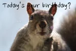 Funny-Happy-Birthday-05-570x380.webp